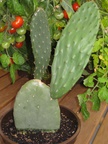 Kaktus 30.07.2009