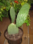 Kaktus 04.08.2009
