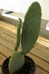 Kaktus 24.08.2009