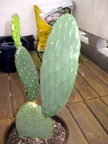 Kaktus 15.09.2009