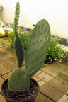 Kaktus 14.10.2009