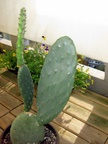 Kaktus 19.10.2009