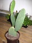 Kaktus 07.11.2009