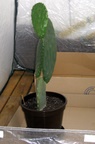 Kaktus 29.11.2009